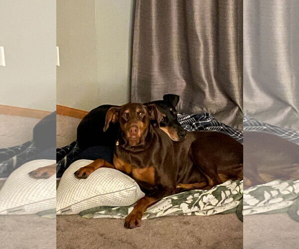 Medium Photo #9 Doberman Pinscher Puppy For Sale in Minneaoplis, MN, USA