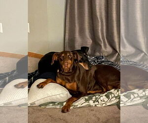Misty - Female Doberman Pinscher Dog for Adoption - Photo #9