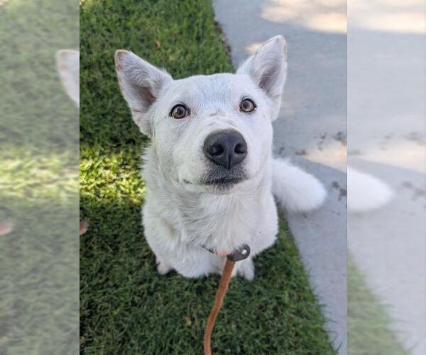 Medium Photo #2 Mutt Puppy For Sale in Redlands, CA, USA
