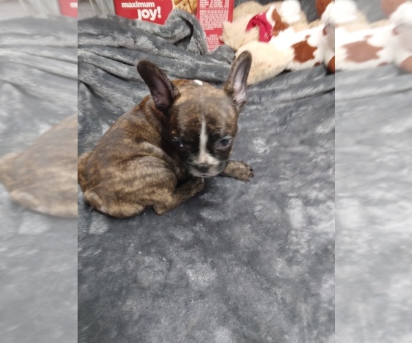 Medium Photo #4 French Bulldog Puppy For Sale in COFFEYVILLE, KS, USA