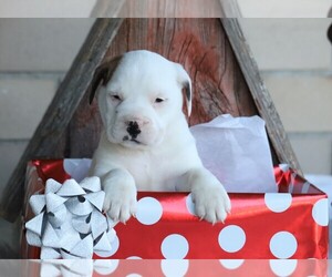 English Bulldog-Puggle Mix Puppy for sale in FREDERICKSBG, OH, USA