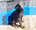 Small Photo #12 Doberman Pinscher Puppy For Sale in YUCCA VALLEY, CA, USA