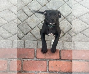 Mutt Dogs for adoption in Woodbury, NY, USA