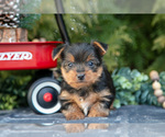 Puppy Audrey Yorkshire Terrier