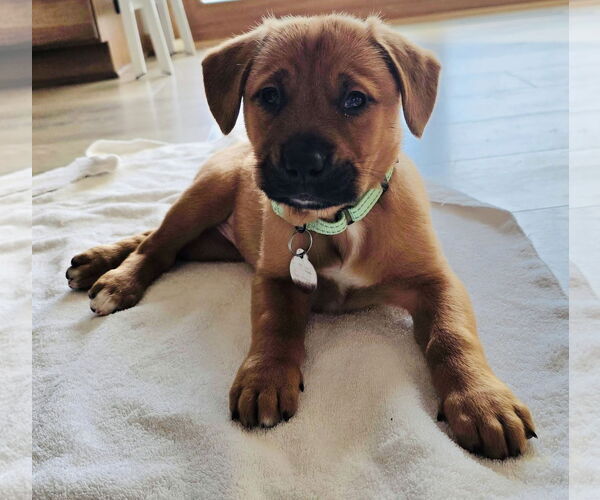 Medium Photo #4 Labbe Puppy For Sale in Princeton, MN, USA