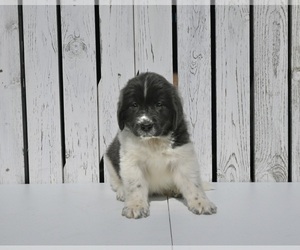 Newfoundland Puppy for sale in MILLERSBURG, OH, USA