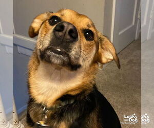 Mutt Dogs for adoption in Washington, DC, USA