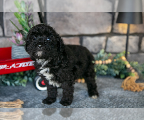 Medium Photo #3 Havapoo Puppy For Sale in SUGARCREEK, OH, USA