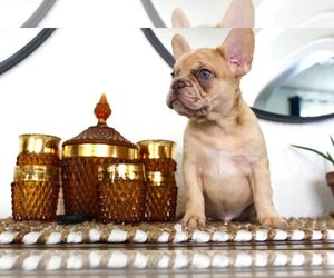 French Bulldog Puppy for sale in FORT WORTH, TX, USA