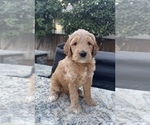 Small Photo #2 Goldendoodle Puppy For Sale in CLOVIS, CA, USA