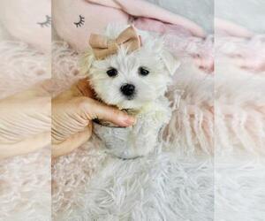Maltese Puppy for sale in MIAMI, FL, USA