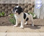 Puppy 3 Labradoodle-Puggle Mix