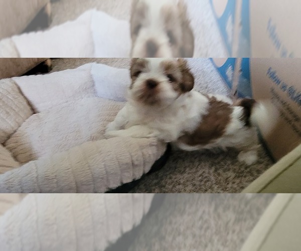 Medium Photo #2 Shih Tzu Puppy For Sale in DENVER, CO, USA