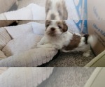 Small #1 Shih Tzu