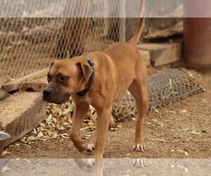 Dill - Male Boxer-Mastiff Mix Dog for Adoption - Photo #3