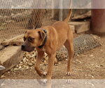 Small Photo #3 Boxer-Mastiff Mix Puppy For Sale in El Centro, CA, USA