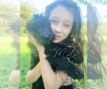 Small Photo #12 Goldendoodle Puppy For Sale in FORT MILL, SC, USA
