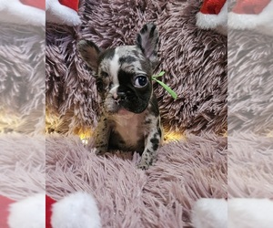 French Bulldog Puppy for sale in WESTFIELD, PA, USA