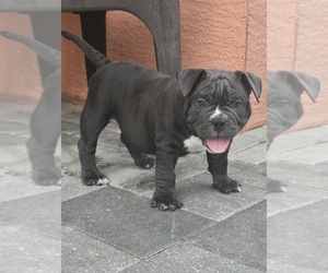 American Bully Puppy for sale in NORTH PORT, FL, USA