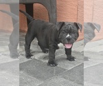 Image preview for Ad Listing. Nickname: Bluey