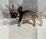Small #12 French Bulldog