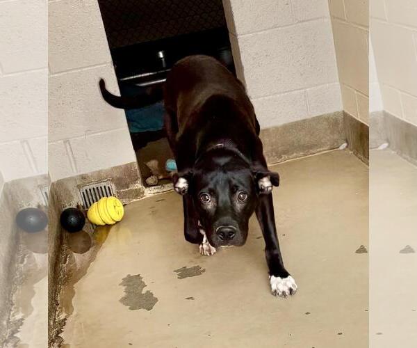 Medium Photo #3 American Pit Bull Terrier-Labrador Retriever Mix Puppy For Sale in Chandler, AZ, USA