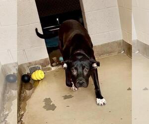HOLEY - Male American Pit Bull Terrier-Labrador Retriever Mix Dog for Adoption - Photo #3