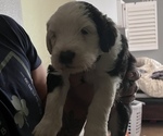 Small Photo #3 Old English Sheepdog Puppy For Sale in ACTON, CA, USA
