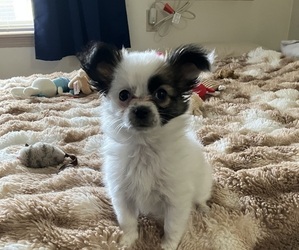 Chion-Papillon Mix Puppy for sale in SPOKANE, WA, USA