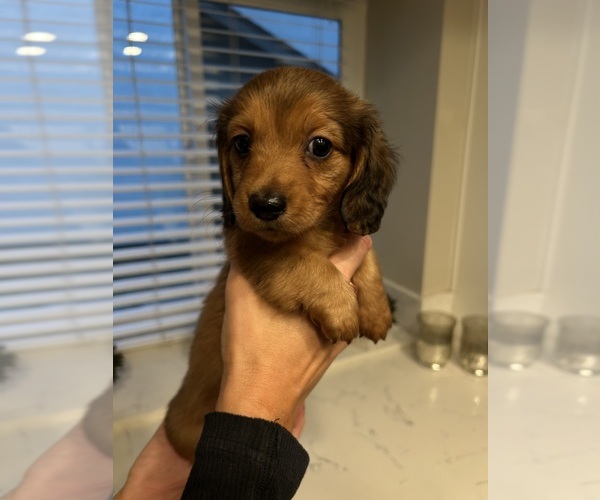 Medium Photo #7 Dachshund Puppy For Sale in SAN DIEGO, CA, USA