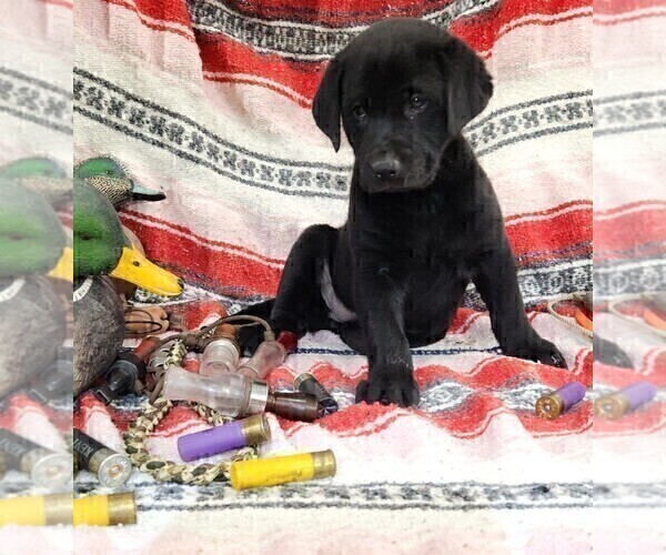 Medium Photo #3 Labrador Retriever Puppy For Sale in MERIDEN, KS, USA