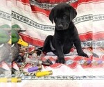 Small Photo #3 Labrador Retriever Puppy For Sale in MERIDEN, KS, USA