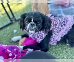 Cavalier King Charles Spaniel Dogs for adoption in Oakley, CA, USA