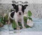 Small #1 Boston Terrier