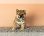 Small Photo #2 Shiba Inu Puppy For Sale in MILLERSBURG, IN, USA