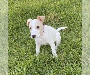 Parson Russell Terrier-Unknown Mix Dogs for adoption in FRAMINGHAM, MA, USA
