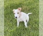 Small Parson Russell Terrier Mix