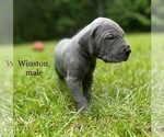 Puppy Winston Great Dane