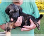 Small Photo #3 Aussiedoodle Puppy For Sale in ARCHDALE, NC, USA