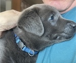 Small Photo #4 Labrador Retriever Puppy For Sale in QUEEN CREEK, AZ, USA