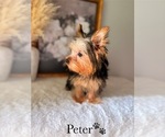 Small #10 Yorkshire Terrier