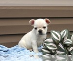 Small Photo #42 French Bulldog Puppy For Sale in LIBERTY, KY, USA
