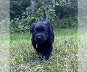 Labrador Retriever Puppy for sale in AUGUSTA, WI, USA