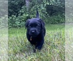 Image preview for Ad Listing. Nickname: Remington