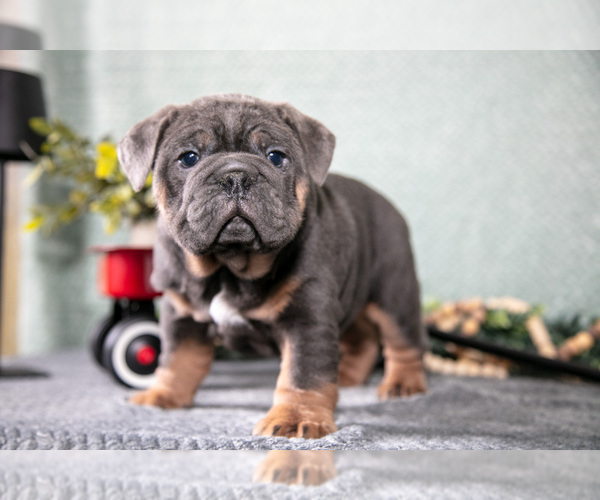 Medium Photo #2 Victorian Bulldog Puppy For Sale in MILLERSBURG, IN, USA