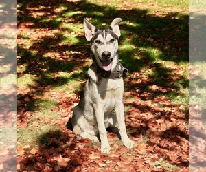 German Shepherd Dog-Siberian Husky Mix Puppy for sale in DE GRAFF, OH, USA