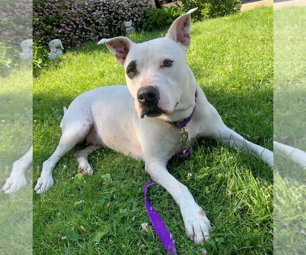 Medium Photo #2 Mutt Puppy For Sale in Elmsford, NY, USA