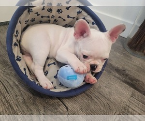 French Bulldog Puppy for sale in IRWINDALE, CA, USA