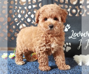Poochon Puppy for sale in MOUNT VERNON, OH, USA