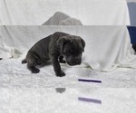 Puppy Puppy 7 Cane Corso